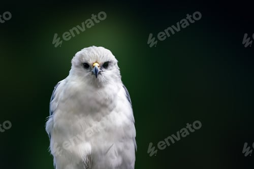 Preview: Mantled Hawk (Pseudastur polionotus) - Bird of Prey