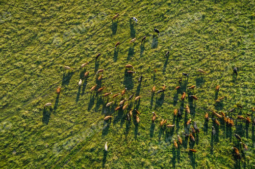 Preview: Top view of meadow at sunset with herd of cows