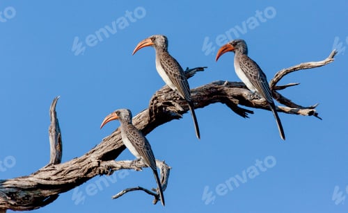 Preview: Red-billed Hornbills - Chobe National Park - Botswana