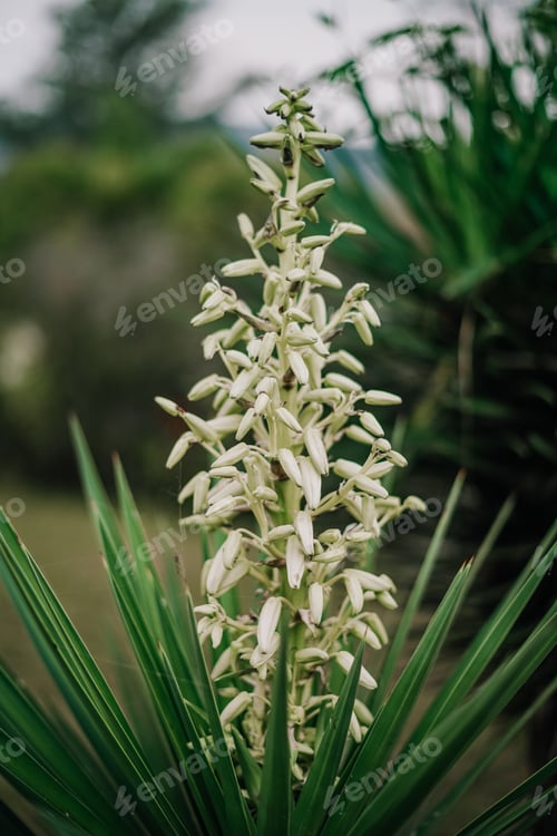Preview: Beautiful white flower in the garden