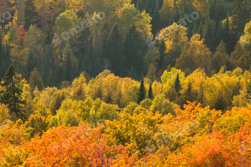 Preview: Aspens Pines and Maples on Hillside in Autumn Color