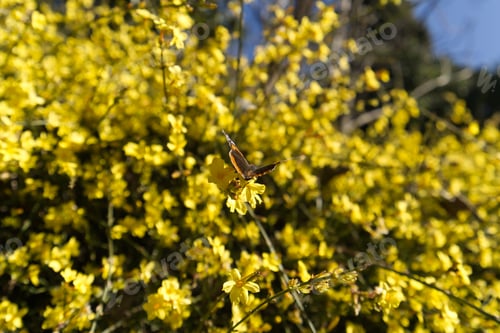 Preview: Bumblebee or honeybee pollinating Winter Jasmine - Jasminum nudiflorum