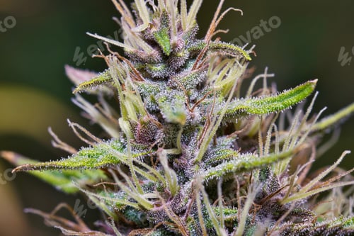 Preview: Macro detailed shot of a medical marijuana plant with fresh leaves on an isolated background
