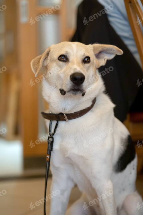 Preview: Portrait of a mongrel dog with a floppy ear