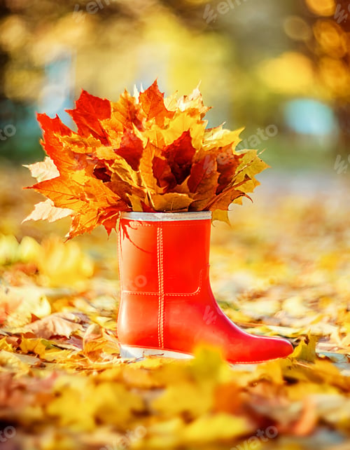 Preview: ORANGE BOOT WITH MULTI-COLORED LEAVES IN AUTUMN FOREST. AUTUMN STILL LIFE