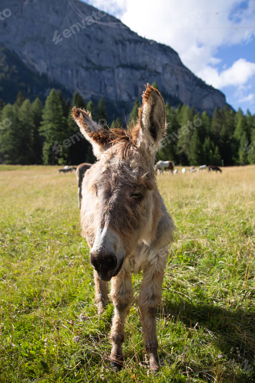 Preview: A donkey in the wonderful landscape of the Dolomites mountains, South Tyrol, Italy