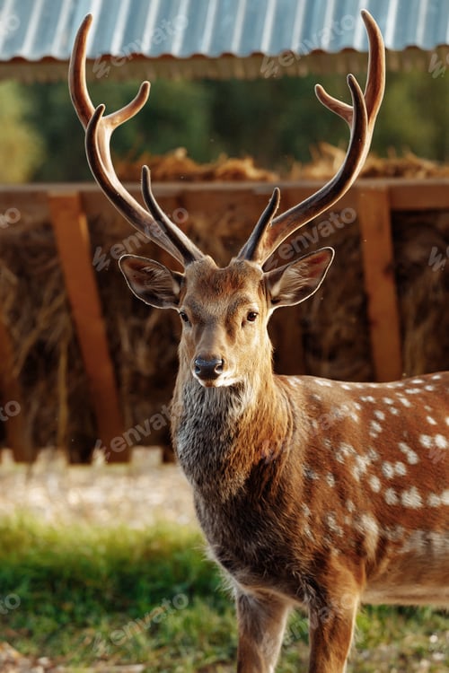 Preview: Deer on the farm