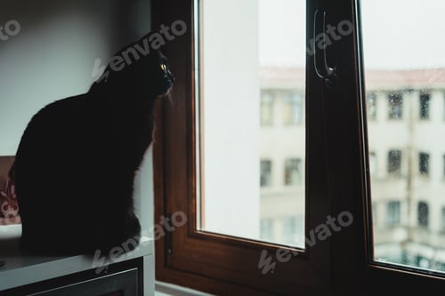 Preview: Cute black cat on a table looking out of the window