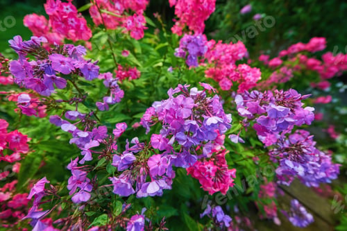 Preview: My garden
