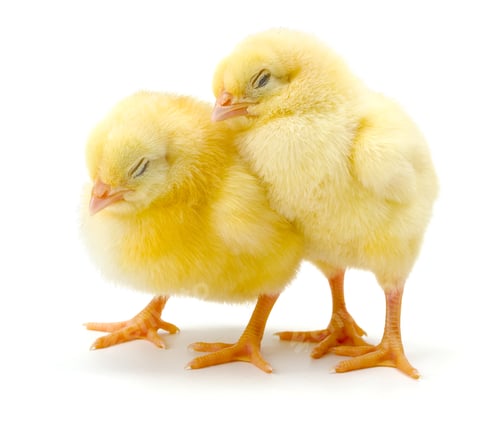 Preview: Pair of sleepy newborn yellow chickens