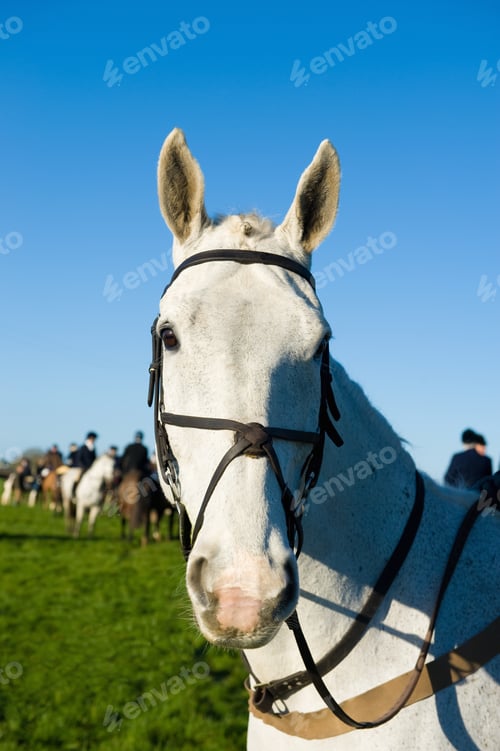 Preview: Horse, hunting in background