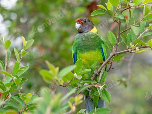 Preview: Australian Ringneck or Twenty-Eight Parrot