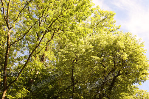 Preview: Beautiful trees with green leaves growing under blue sky, low angle view