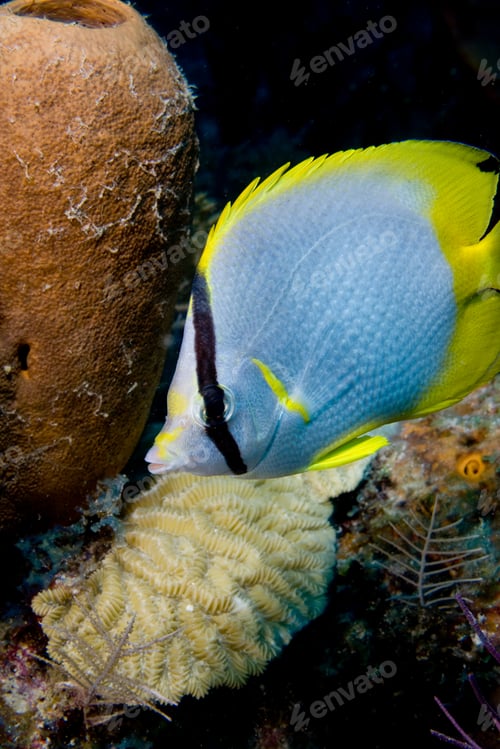 Preview: Spot fin butterfly fish on reef.