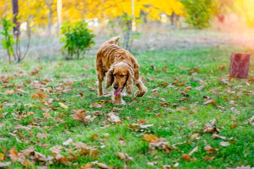 Preview: Dog Runs on Green Grass in the Autumn