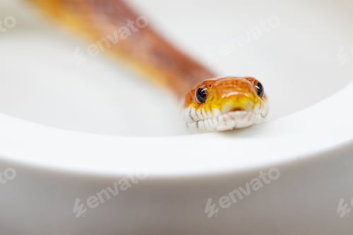 Preview: Portrait of a Corn Snake