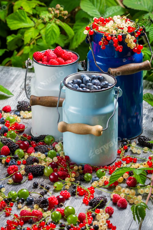 Preview: Freshly collecting wild berry fruits