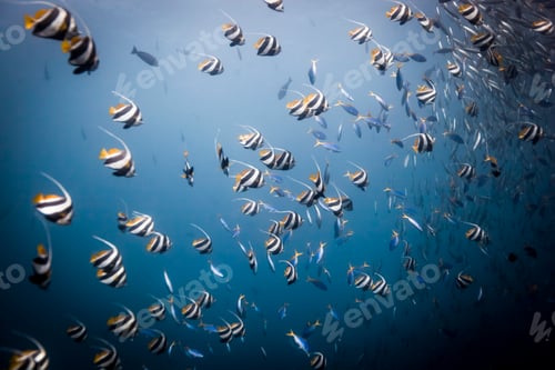 Preview: A serene underwater scene with a school of tropical fish.