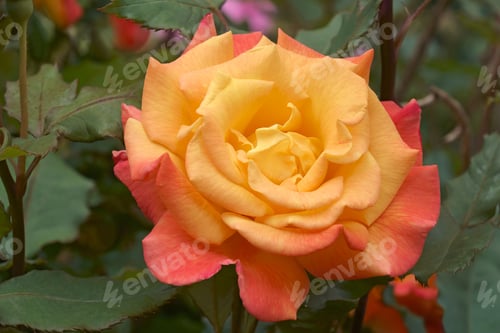Preview: Close-Up Image Of Hybrid Rose Flower (Rosa)