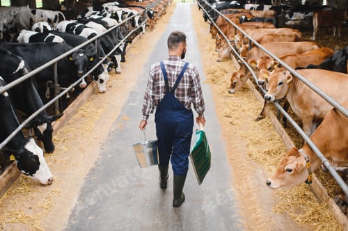 Preview: Farmer walking in cowshed carrying bucket and shovel