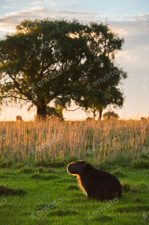 Preview: Capybara (Hydrochoerus hydrochaeris) at Estancia San Juan de Poriahu, Ibera Wetlands, Corrientes Pro