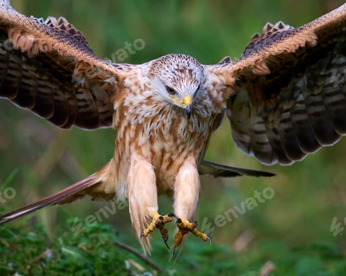 Preview: Red kite (Milvus milvus)