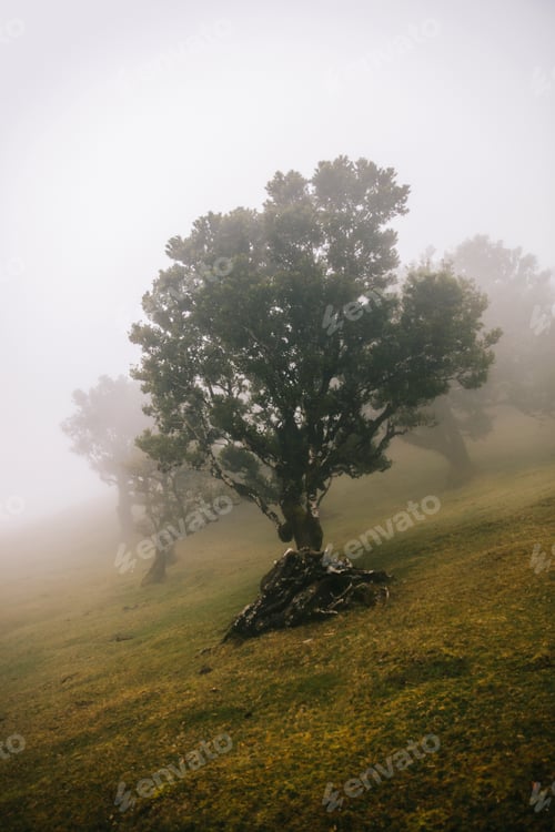 Preview: Mystical Fanal laurisilva forest at Madeira island, Portugal