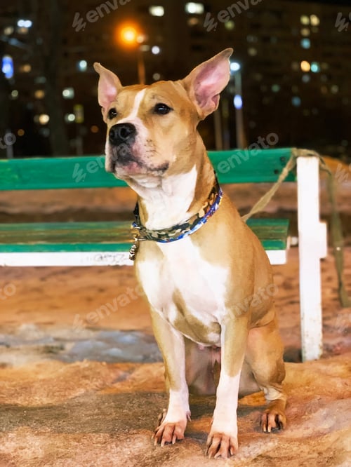 Preview: Domestic dog in collar waiting for a master outdoor in the evening