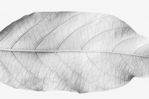 Preview: Leaf painted in white