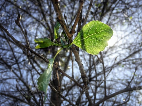 Preview: First signs of Spring! 🌿