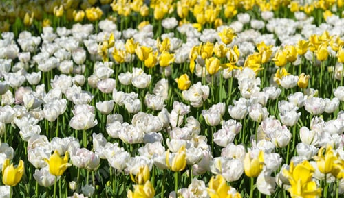 Preview: Fine Flowers Of White Tulips For A Natural Background