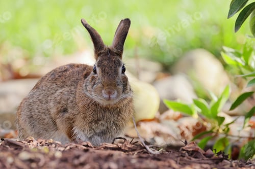 Preview: a small bunny sitting in some dirt on the ground,