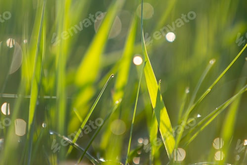 Preview: Close up macro abstract picture of lit by sun bright fresh clean light green grass blades growing on