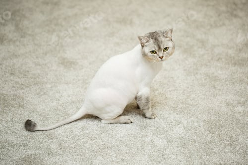 Preview: Beautiful gray scottish fold cat. Haircut cat with shaved hair on the body, pet haircut