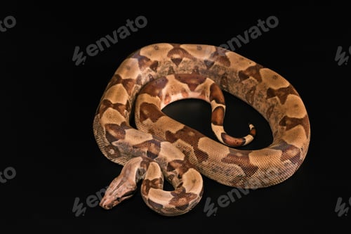 Preview: Boa constrictors isolated on black background