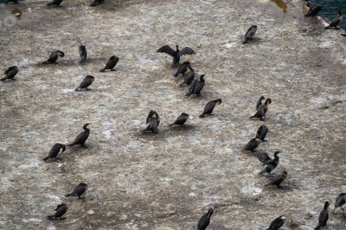 Preview: Aerial view of the birds sitting on a platform