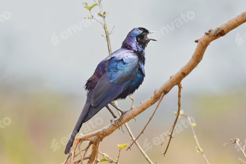 Preview: African Burchell's Starling