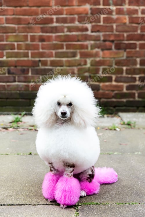 Preview: Animal portrait of groomed dog with dyed shaved fur, looking at camera