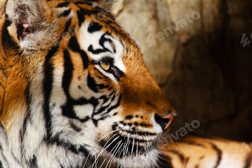 Vorschau: Bengalischer Tiger