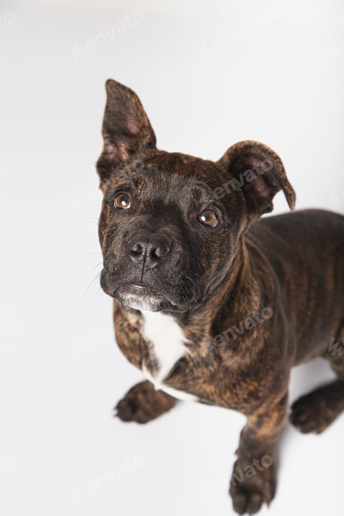 Preview: Close up portrait of an american stanford puppy isolated on white background.