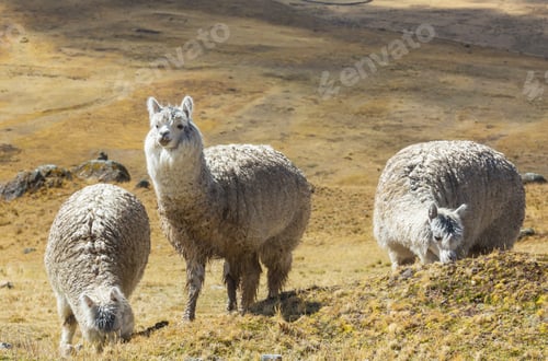 Preview: Alpaca