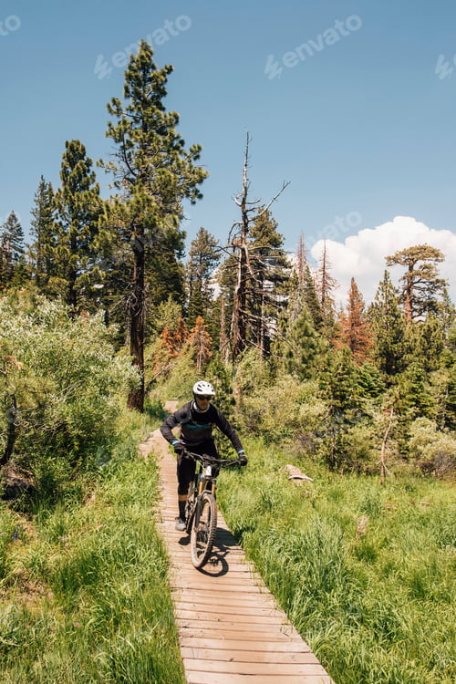 Preview: Man cycling on path through forest, Mammoth Lakes, California, USA, North America