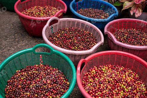 Preview: Arabica coffee beans the organic nature coffee beans before roasting and making coffee business conc