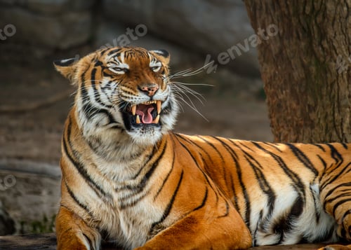 Preview: Closeup shot of a Malyan Tiger at Zoo Tampa
