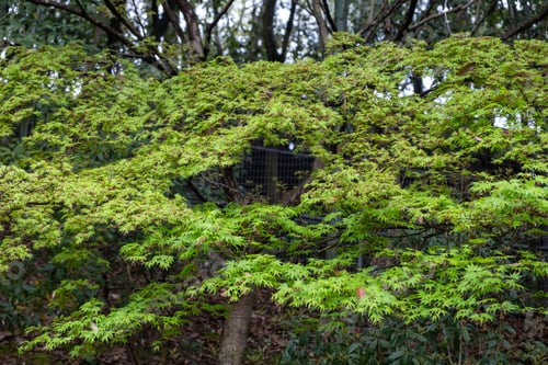 Preview: Maple green leaves, Acer palmatum tree foliage Japanese garden in Spring.