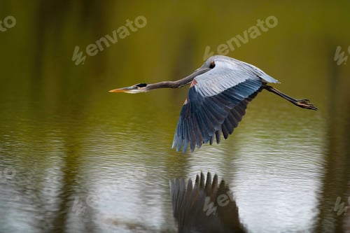 Preview: Majestic great blue heron in flight above a tranquil pond.