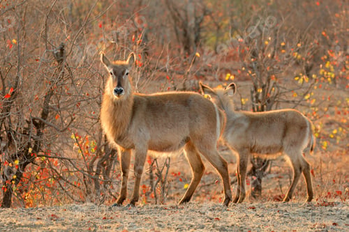 Preview: Backlit waterbuck antelopes - Kruger National Park