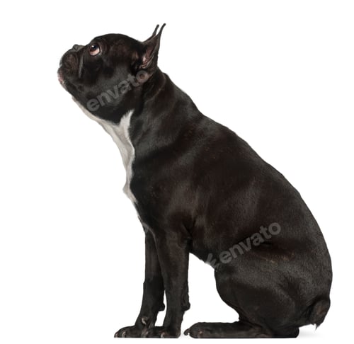 Preview: French Bulldog, 18 months old, sitting in front of white background