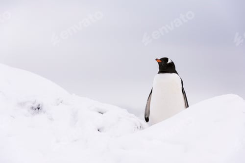 Preview: Gentoo penguin (Pygoscelis papua), Petermann Island, Antarctica