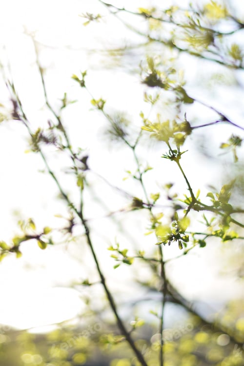 Preview: Tree branches with fresh new spring growth